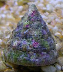 Trochus Snail